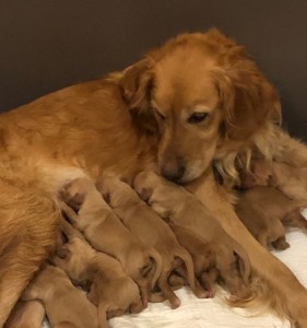 Kova 1st weeks 2020