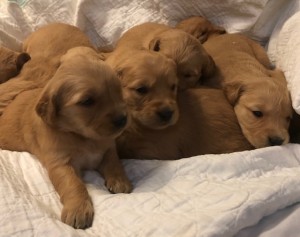 Kova’s 3 weeks Spring 2020