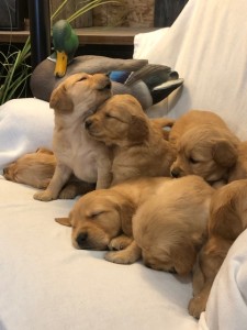 Kova’s 4 weeks