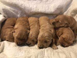 Tiree’s 2 weeks 2020