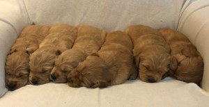 Tiree’s 3 weeks 2020