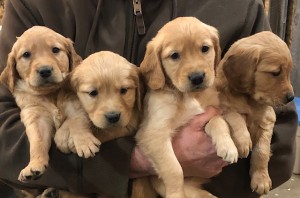 Kova’s 6 weeks 2020