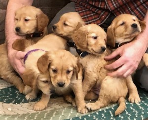 Kova’s 7 weeks