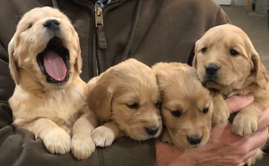 Tiree’s 4 weeks 2020