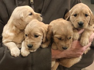 Tirees 4 weeks 2020
