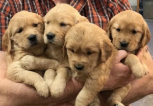 Tirees 5 weeks