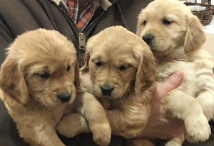 Tiree’s at almost 6 weeks 2020