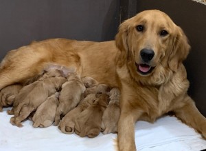 Dakoda Week 1